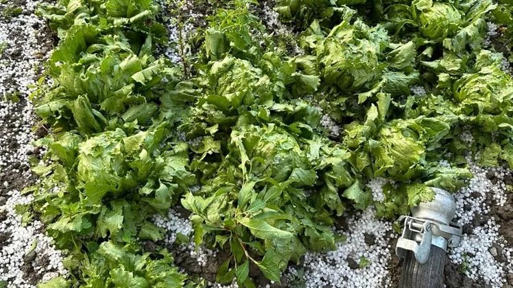 Hagelschäden an Salat in Tirol. Bild:  Österreichische Hagelversicherung. 