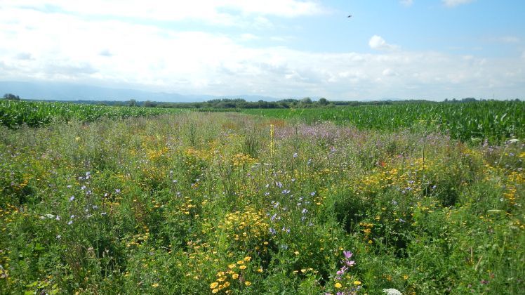 Mehrjährige Blühstreifen zeigen zwei wichtige Ökosystemfunktionen: Zum einen dienen sie Insekten als Lebensraum und zum anderen begünstigen sie das Anreichern und Speichern von Kohlenstoff im Boden. Bild: Institut für Agrarökologie und Biodiversität (ifab).
