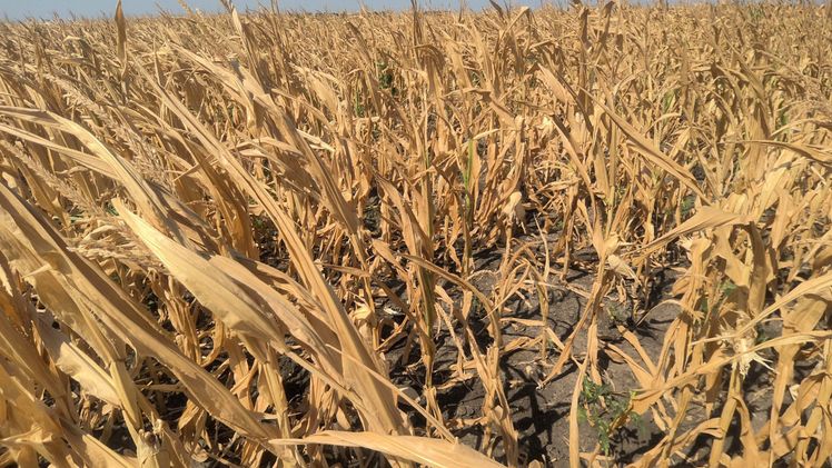 Dürreschäden/Mais. Bild: Österreichische Hagelversicherung.