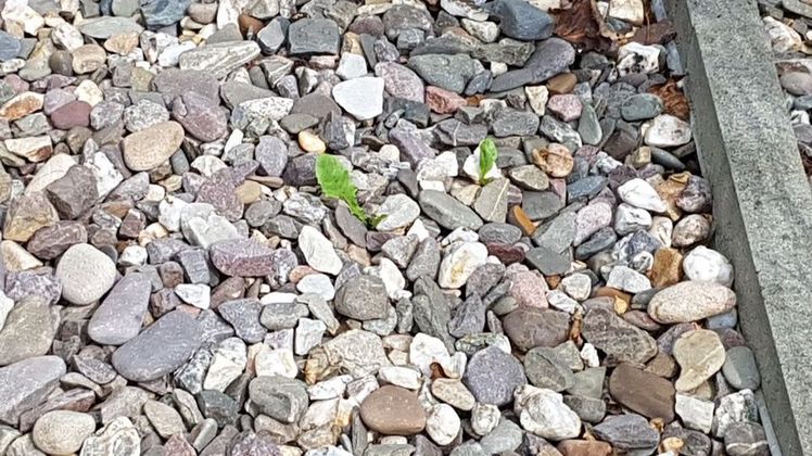 Die niedersächsischen Bauaufsichtsbehörden können die Beseitigung von Schottergärten anordnen. Bild: GABOT. Die niedersächsischen Bauaufsichtsbehörden können die Beseitigung von Schottergärten anordnen. Bild: GABOT.