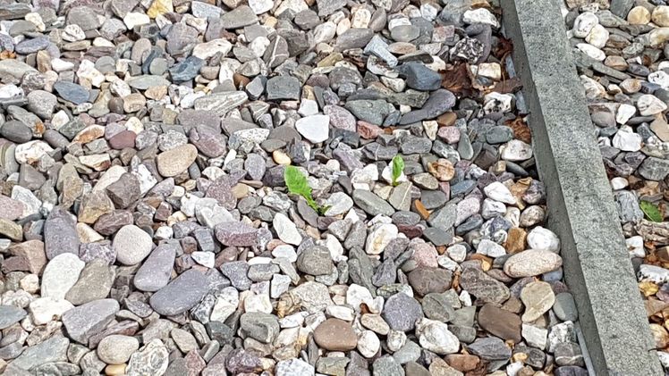 Verbot für Schottergärten in NRW. Bild: GABOT.  Verbot für Schottergärten in NRW. Bild: GABOT.