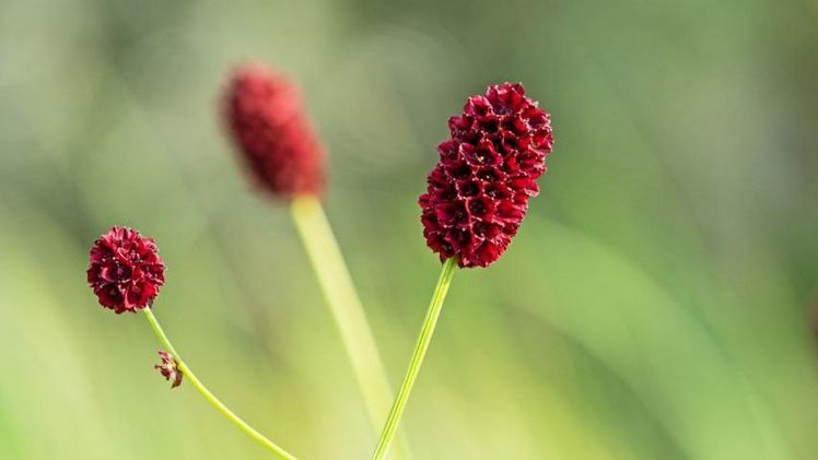 Der Große Wiesenknopf ist die 42. Blume des Jahres. Bild: Hermann Timmann.