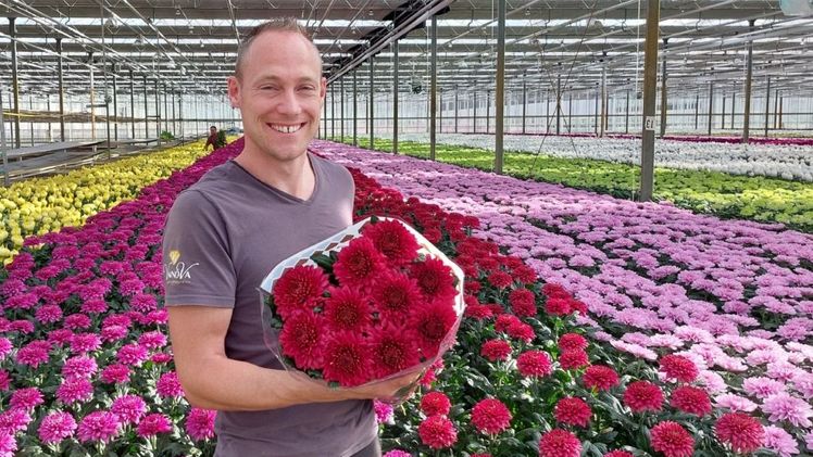 Chrysanthemum Lamira Red ist eine Mutation der violetten Sorte Lamira. Bild: VannoVa.