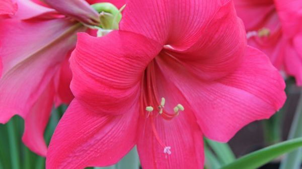 Das aktuelle Amaryllis-Sortiment bietet außergewöhnliche Schönheiten. Bild: Fluwel. 