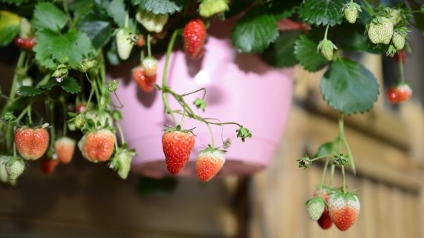 Die Erdbeerampel Terralin und die neue, schnelle Turbolin sind die Stadtpflanzen der Fridulin-Reihe. Bild: Fridulin. Die Erdbeerampel Terralin und die neue, schnelle Turbolin sind die Stadtpflanzen der Fridulin-Reihe. Bild: Fridulin.