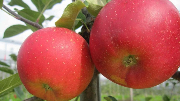 Ladina – die robuste, rote, saftige und aromatische Schweizer Apfelsorte. Bild: Agroscope. 