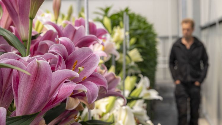Die Dutch Lily Days bieten eine hervorragende Gelegenheit, die neuesten Sorten ins Rampenlicht zu rücken. Bild: © rolfvankoppen.