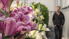 Die Dutch Lily Days bieten eine hervorragende Gelegenheit, die neuesten Sorten ins Rampenlicht zu rücken. Bild: © rolfvankoppen.