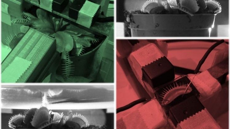 Magnetische Messungen an der Venusfliegenfalle. Bild: Anne Fabricant.