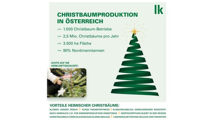 Christbaumproduktion in Österreich. Bild: © LKÖ, Siegl.