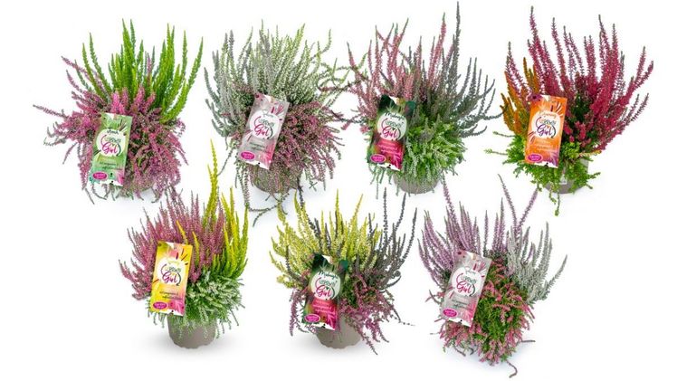 Die Neuheit Up Down Girl ist dabei eine ganz besondere Kombination aus Gardengirls-Callunen. Bild: Gardengirls®.
