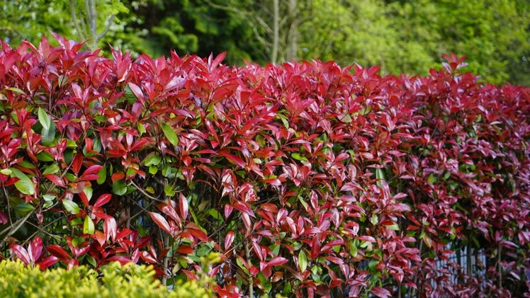 Photinia fraseri überzeugt mit intensiver Farbkraft und pflegeleichten Eigenschaften. Bild: Devil's Dream. 