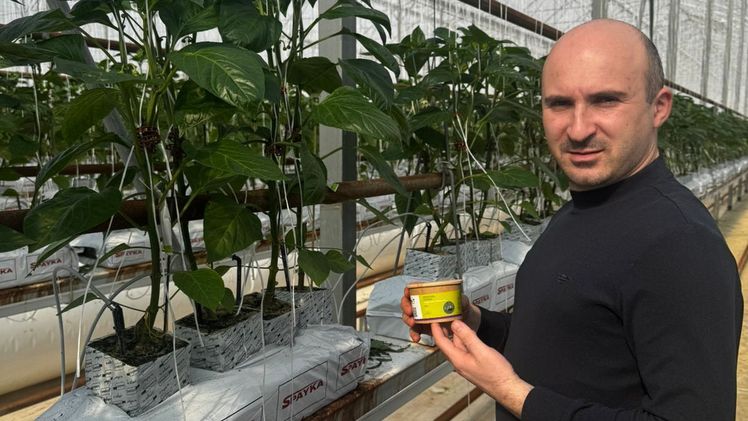 "Für die Belieferung von Exportmärkten müssen unsere Produkte zwingend frei von chemischen Rückständen sein", erklärt Greenhouse Project Chief Manager Arevik Atikyan. Bild: Biobest.