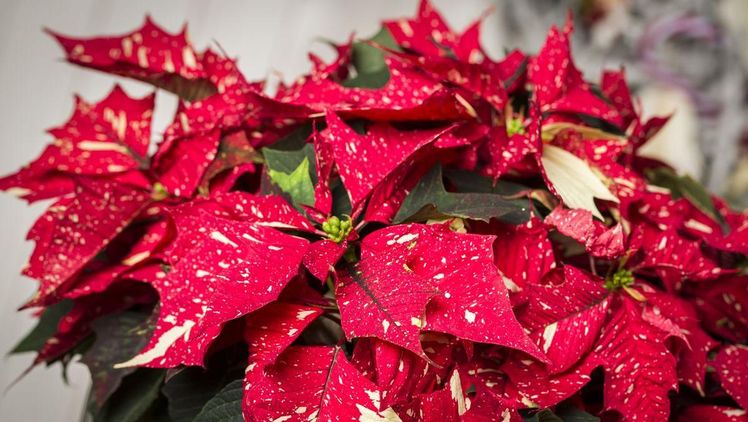 Extravagant elegant sind die zweifarbigen Weihnachtssterne: In Rot mit beigen Sprenkeln wirken sie wie mit Glitzer bestäubt. Bild: Syngenta Flowers.