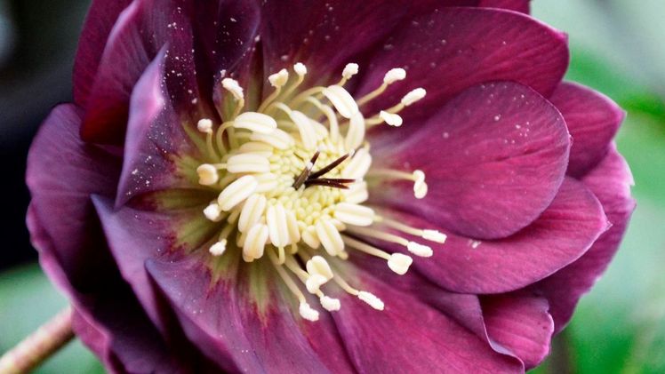Helleborus bv bringt in der kommenden Saison viele neue Sortimente auf den Markt. Bild: Helleborus bv.