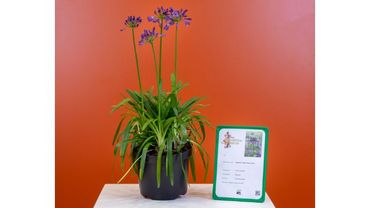 In der Kategorie Stauden hat die Jury in diesem Jahr die Agapanthus ‚Poppin Purple‘ dals „IPM Neuheit“ ausgezeichnet. Bild: ZVG. In der Kategorie Stauden hat die Jury in diesem Jahr die Agapanthus ‚Poppin Purple‘ dals „IPM Neuheit“ ausgezeichnet. Bild: ZVG.