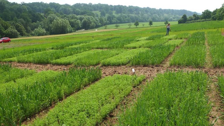 Der Anbau auf Versuchsfeldern der Universität Hohenheim sollte zeigen, wie sich die Linsen auf dem Feld entwickeln. Bild: Universität Hohenheim, ZÖLUH.
