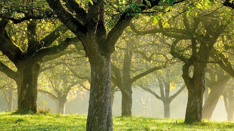 Streuobstwiesen schützen Vielfalt und Erhalt alter Obstsorten und prägen ganze Kulturlandschaften. Bild: focusfinder.