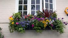 Urban Gardening ist längst mehr als nur ein Trend – Blumen, Gemüse und Kräuter gehören für viele selbstverständlich in die Stadt. Bild: Blumen – 1000 gute Gründe.