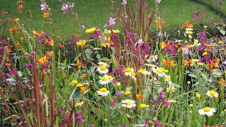 Blühflächen dienen vielen Insekten als Pollen- und Nektarquelle. Bild: GABOT. Blühflächen dienen vielen Insekten als Pollen- und Nektarquelle. Bild: GABOT.