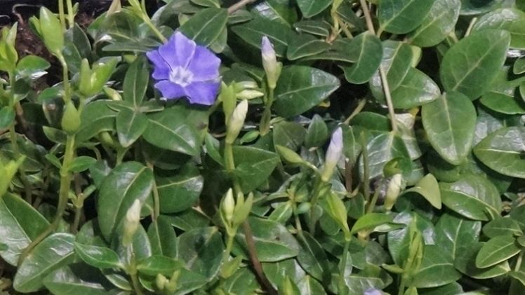 Ein Forscherteam um Professor Dirk Selmar an der Technischen Universität Braunschweig hat bei der Analyse des Kleinen Immergrüns eine neue Kategorie dieser Naturstoffe entdeckt. Bild: GABOT.