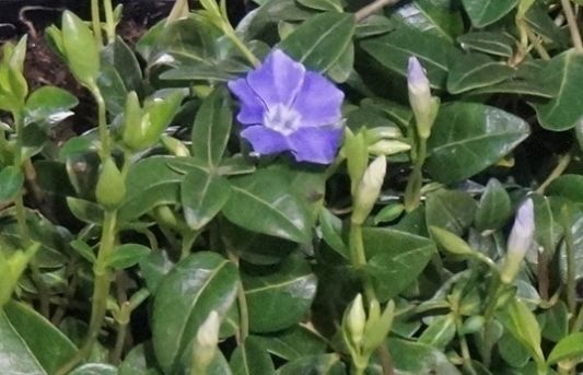 Die Weiterbildung findet in Kooperation mit dem „Institut für Gartentherapie“ statt. Bild: GABOT.