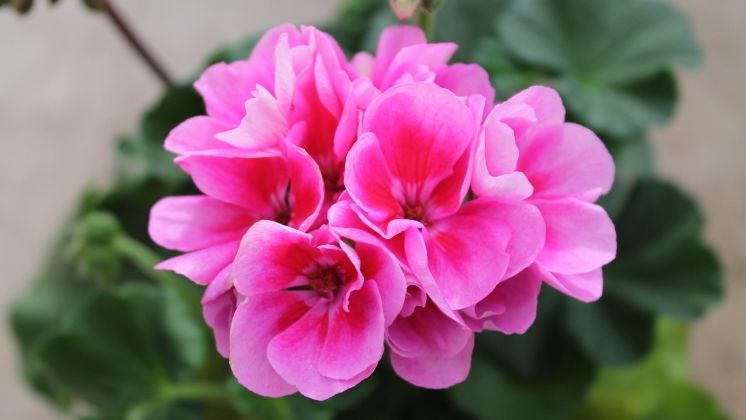 Laut aktuellen Marktdaten gehören Geranien weiterhin zu den wichtigsten Umsatzträgern im Beet- und Balkonsegment. Bild: GABOT.
