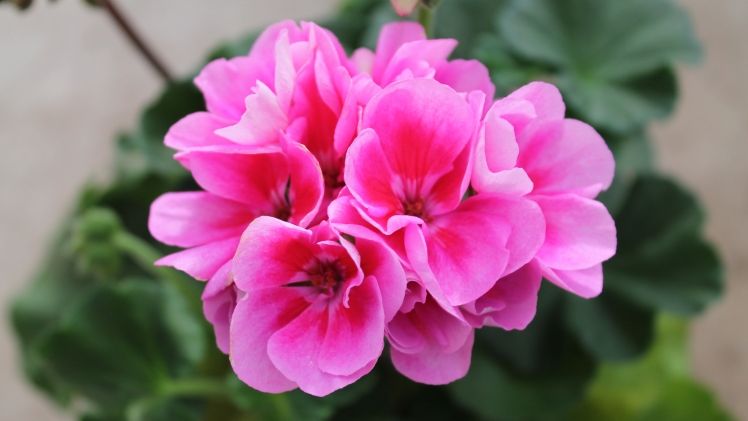 In Nordrhein-Westfalen ist Anbauflächen für Zierpflanzen im Jahr 2017 um 5,3% größer als in 2012. Bild: GABOT.