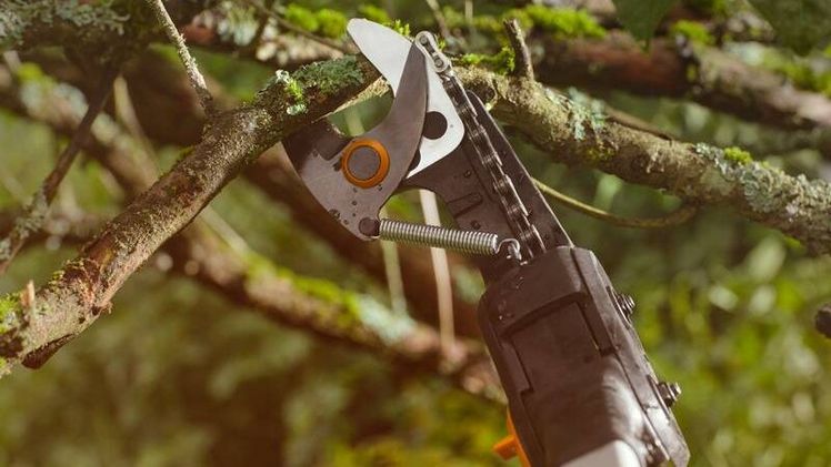 Mit der Akku-Teleskop-Astschere Bypass lassen sich höher gelegene Äste komfortabel und sicher vom Boden aus schneiden. Bild: Fiskars.