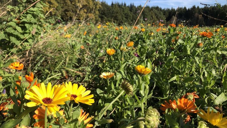 Innovative Betriebskonzepte werden im Wettbewerb „Ökologischer Landbau 2022“ gesucht Foto: Landvolk.