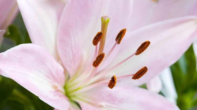 Lilium asiatic 'Tiny Todd'. Bild: iBulb.
