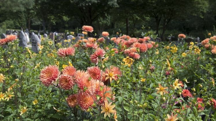 Dank eines großen einzigartigen Sortiments an Topfdahlien können Sie schöne Kombinationen mit völlig unterschiedlichen Blütenformen und Höhen erzeugen. Bild: Verver Export.