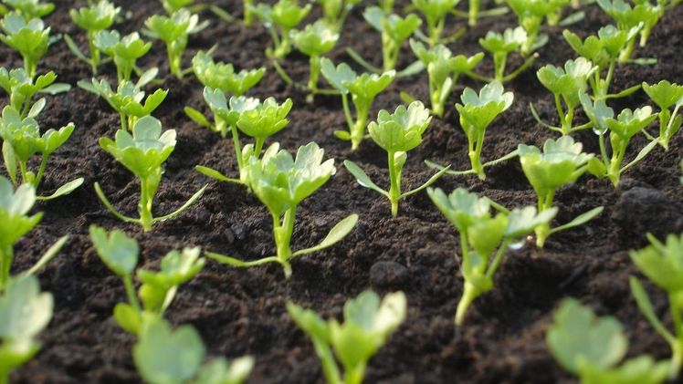 Einheitserde bietet jetzt 50% torfreduzierte Pikier- und Topfsubstrate an. Bild: Einheitserde Werkverband e.V.