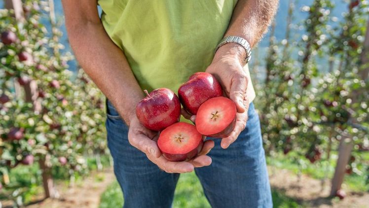 Kissabel® Rouge ist ein Premium-Apfel, der sich durch Frische, Knackigkeit und hervorragenden Geschmack auszeichnet. Bild: Kissabel®.