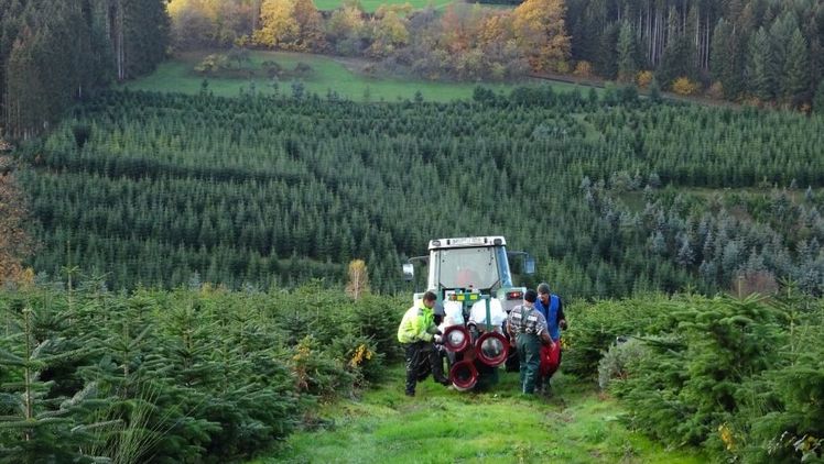 Ohne Saisonarbeitskräfte funktioniert der Weihnachtsbaumanbau nicht. Foto: Michael Fillies, IGW. Ohne Saisonarbeitskräfte funktioniert der Weihnachtsbaumanbau nicht. Foto: Michael Fillies, IGW.