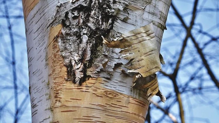 Kleiner Holzbohrer – ein Symptom des Birkensterbens. Bild: Baumpflege Kasper.