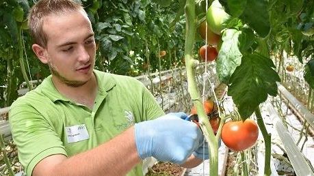 Gemüsegärtner Filip Luginbühl achtet bei der Tomatenernte auf einen homogenen Reifegrad und einen sorgfältigen Umgang. Bild: VSGP.