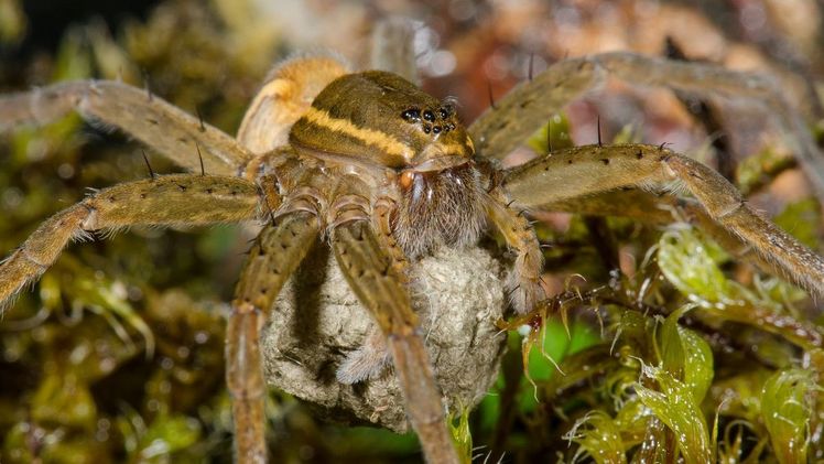 Die Große Jagdspinne kommt nur in See- und Moorgebieten vor. In Deutschland steht sie auf der Roten Liste. Bild: Hubert Höfer.
