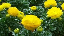 Norbert Totschnig gratuliert der HBLFA Gartenbau Schönbrunn zum 75 Jahr-Jubiläum. Bild: GABOT.
