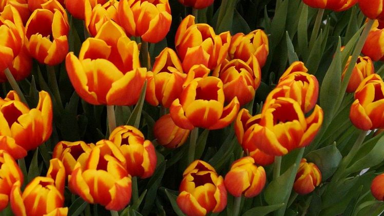 Offizielle Eröffnung des Tulip Trade Events in Broek op Langedijk. Bild: GABOT.