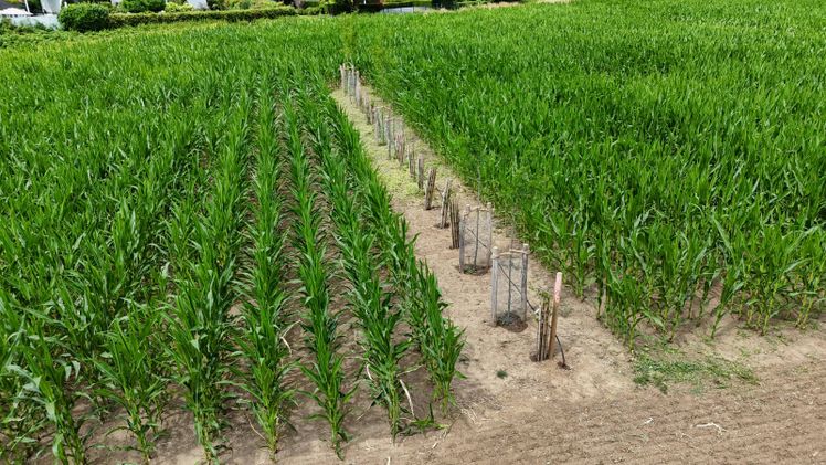 Ein Agroforststreifen im Agroforstsystem Alleen 3 der HSRW in Kleve. Bild: Agroforststreifen Alleen3 © JannisMenne, HSRW.