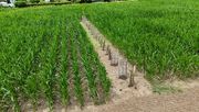 Ein Agroforststreifen im Agroforstsystem Alleen 3 der HSRW in Kleve. Bild: Agroforststreifen Alleen3 © JannisMenne, HSRW.