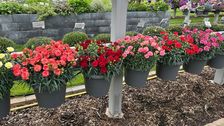 Bei den FlowerTrials präsentiert Selecta die neue GRANDE-Serie. Bild: Selecta one.