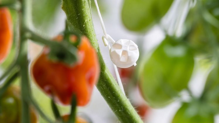 Integrierter Pflanzenschutz mit den Kugeln in einer Tomatenkultur. Bild: Royal Brinkman.