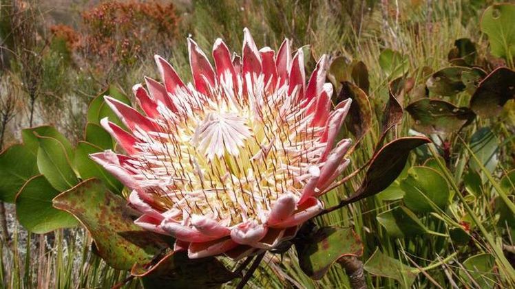 Königsprotea (Protea cynaroides), südafrikanische Nationalblume und eine der untersuchten Arten im südafrikanischen Fynbos. Bild: Universität Hohenheim / Frank Schurr. 