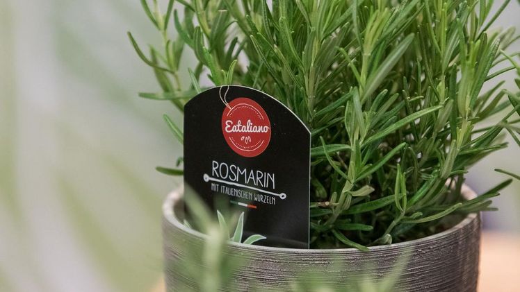 Blühpflanzen und Kräuter aus Italien liegen bei Gartenfreund*innen im Trend. Bild: Landgard-Pictures.