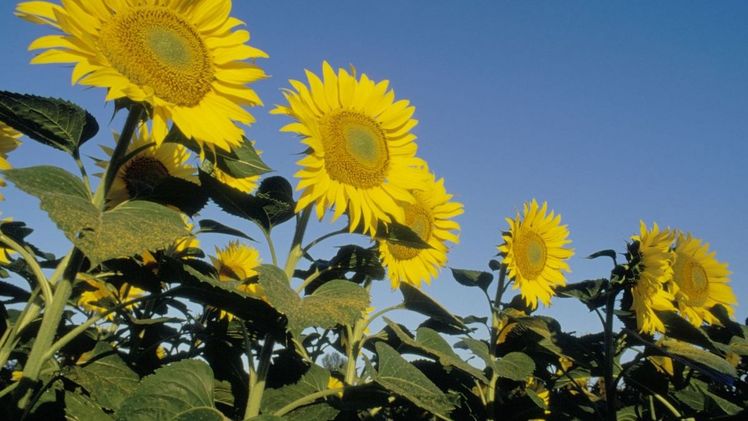 Die Saatgutbeizung Lumisena® wurde für die Anwendung in der Sonnenblume entwickelt. Bild: Corteva Agriscience.
