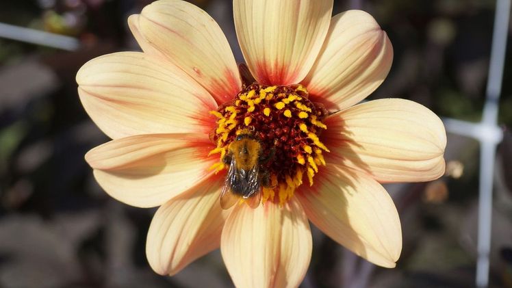 Honigbienen, Wildbienen und Hummeln übernehmen den überwiegenden Teil der Bestäubungsleistung. Bild: GABOT.