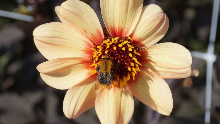 Der Gartenbau leistet seit Jahren einen aktiven Beitrag, geeignete Pflanzen für Bestäuberinsekten sichtbar zu machen und praxisnahe Beratung anzubieten. Bild: GABOT.