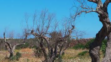 Besonders Olivenbäume sind von Xylella betroffen.